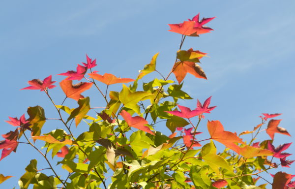 Liquidambar formosana Hance