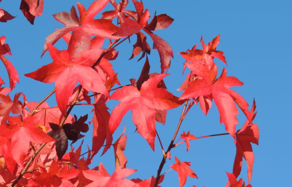 Liquidambar styraciflua L.