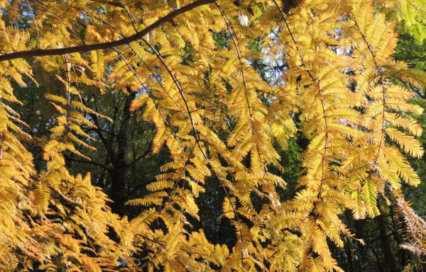 Metasequoia glyptostroboides Hu. & Cheng.