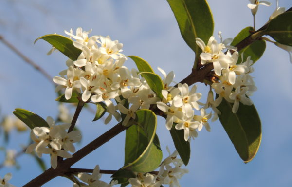 Osmanthus × burkwoodii (Burkwood & Skipwith) P.S.Green