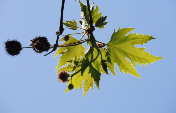 Platanus orientalis L.