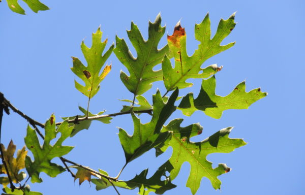 Quercus kelloggii Newb.