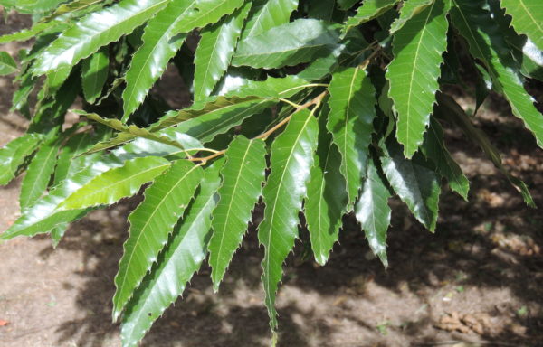 Quercus acutissima Carruth.