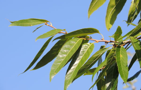 Quercus chenii Nakai