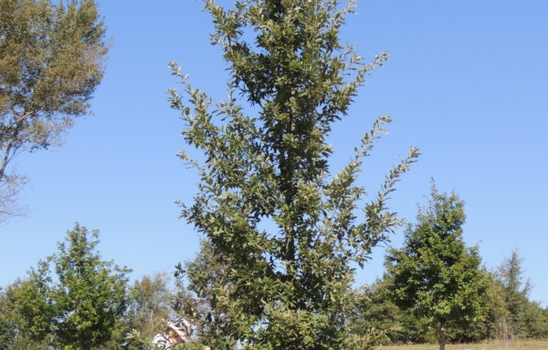 Quercus afares Pomel