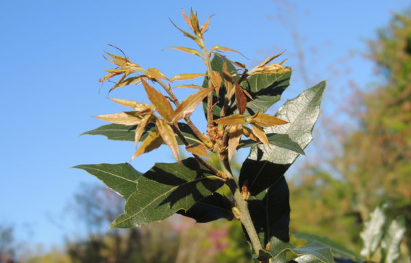 Quercus affinis Scheidw.