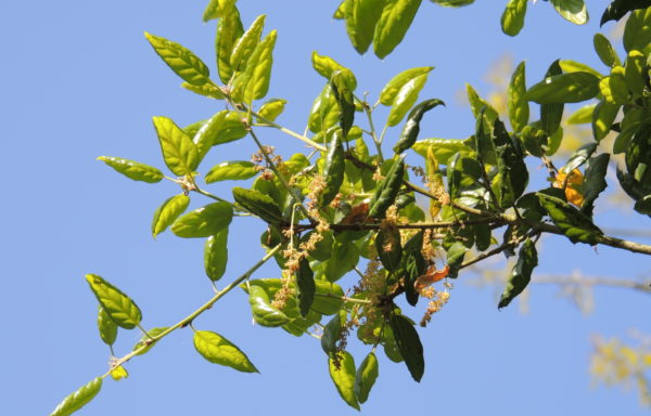 Quercus agrifolia Née
