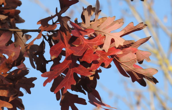 Quercus alba L.
