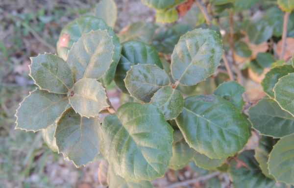 Quercus alnifolia Poech