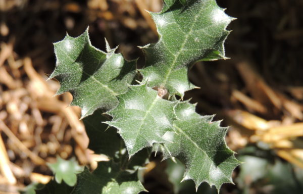 Quercus aucheri Jaub. & Spach.