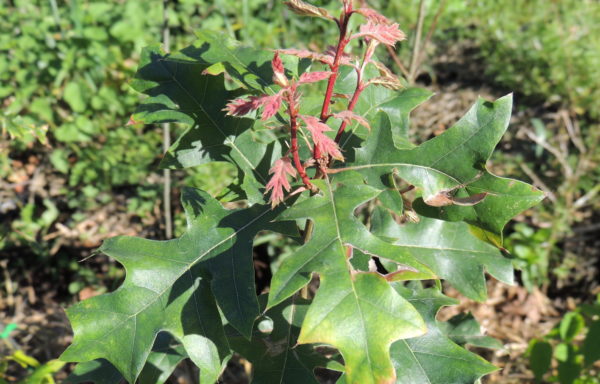 Quercus buckleyi Nixon & Dorr