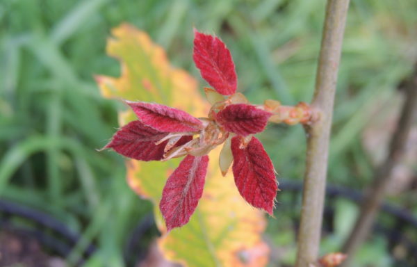 Quercus candicans Née