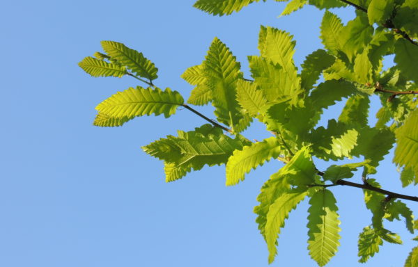 Quercus castaneifolia C.A.Mey.