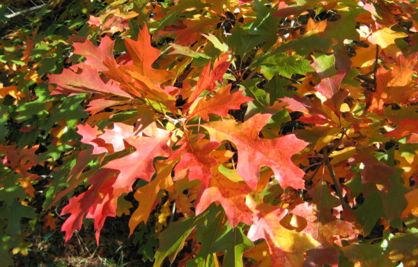 Quercus coccinea Münchh.