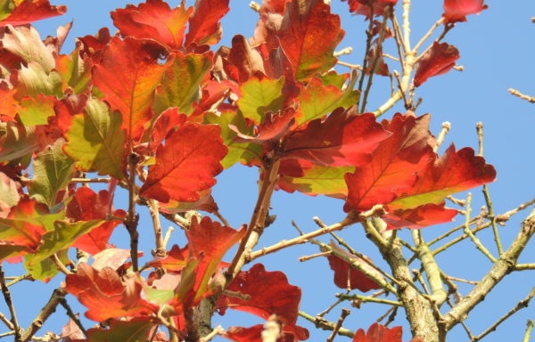 Quercus dentata Thunb.