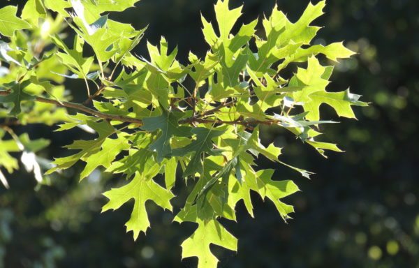 Quercus ellipsoidalis E.J. Hill.