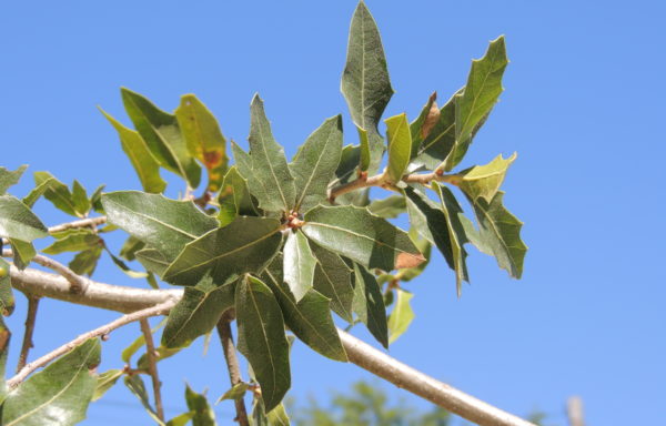 Quercus emoryi Torr.