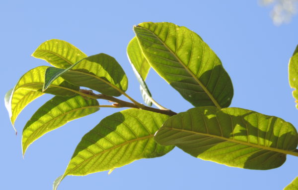 Quercus engleriana Seemen