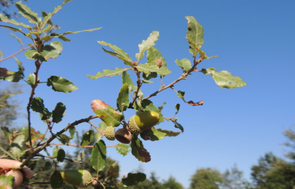 Quercus faginea Lam.