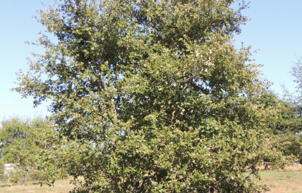 Quercus faginea subsp. broteroi (Cout.) A.Camus