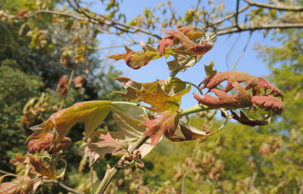 Quercus falcata Michx.