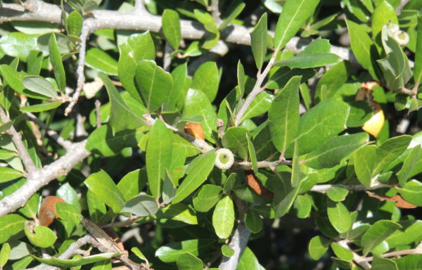 Quercus fusiformis Small