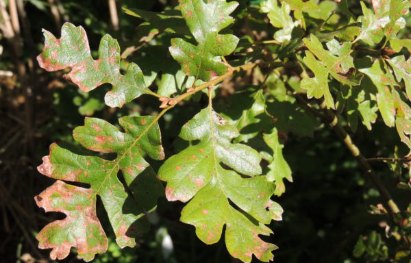 Quercus gambelii Nutt.