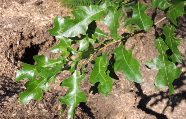 Quercus georgiana M.A. Curtis.