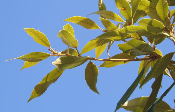 Quercus gilva Blume