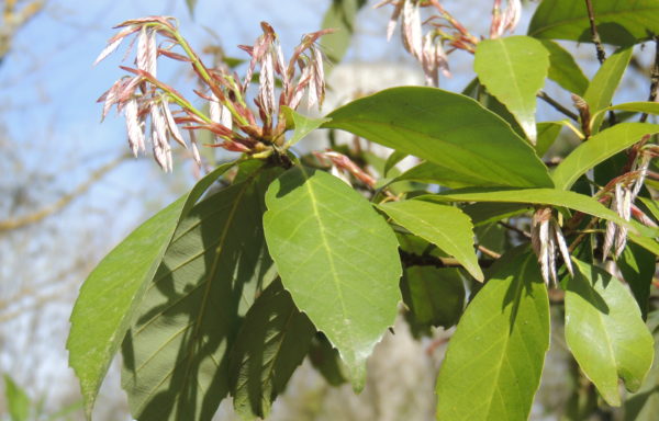 Quercus glauca Thunb.
