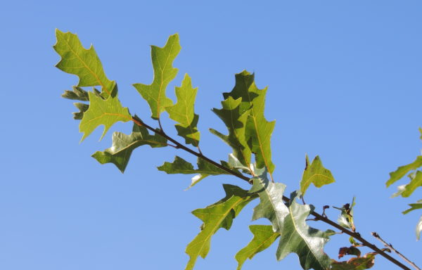 Quercus gravesii Sudw.