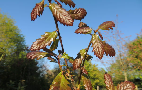 Quercus hartwissiana Stev.