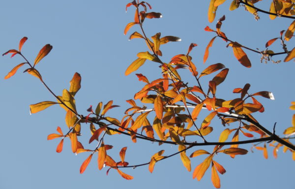 Quercus hemisphaerica Bartram.