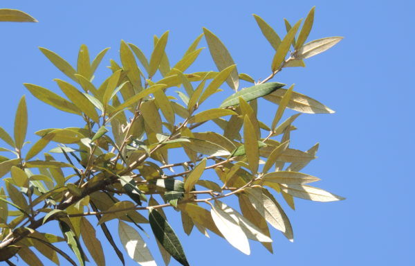 Quercus hypoleucoides A. Camus