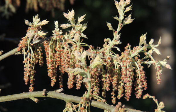 Quercus ilicifolia Wangenh.