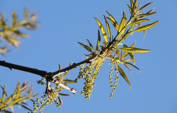 Quercus imbricaria Michx.