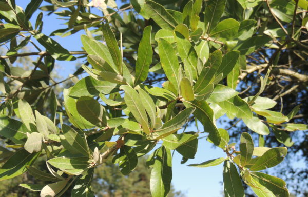 Quercus incana Bartram