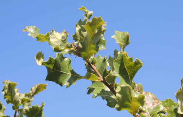 Quercus ithaburensis Decne.