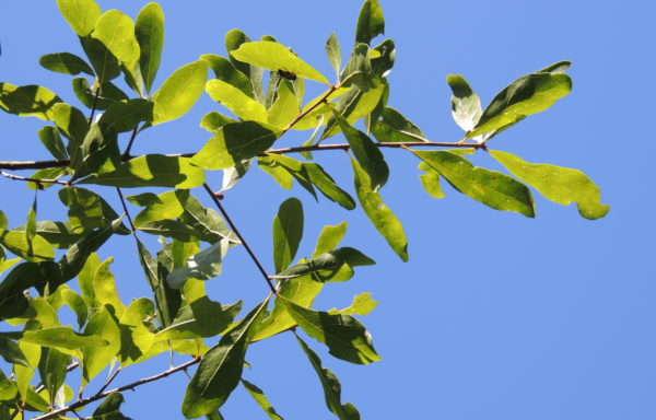 Quercus laurifolia Michx.