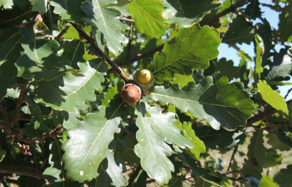 Quercus liaotungensis Koidz.