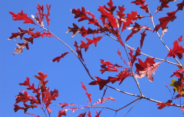 Quercus lyrata Walter