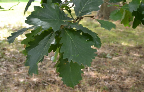 Quercus macranthera Fisch. et Mey.