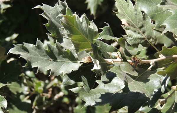 Quercus ithaburensis subsp. macrolepis (Kotschy) Hedge & Yalt.