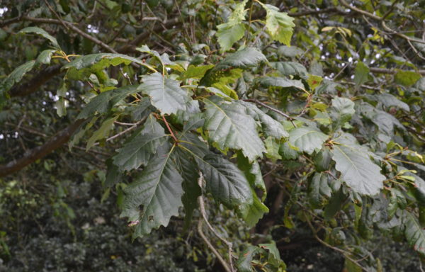 Quercus michauxii Nutt.