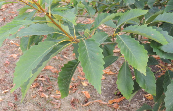 Quercus muehlenbergii Engel.