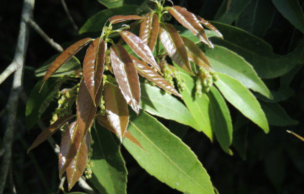 Quercus myrsinifolia Blume