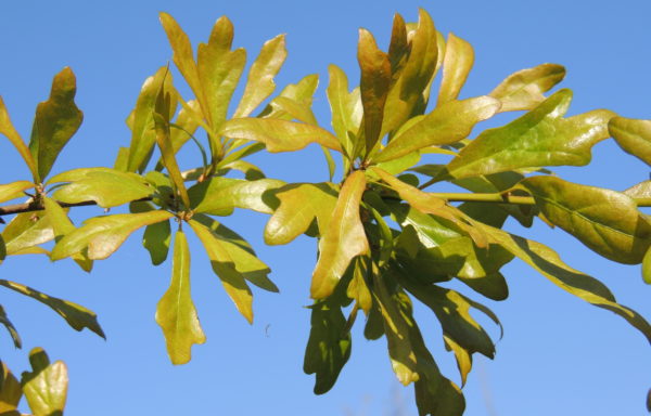 Quercus nigra L.