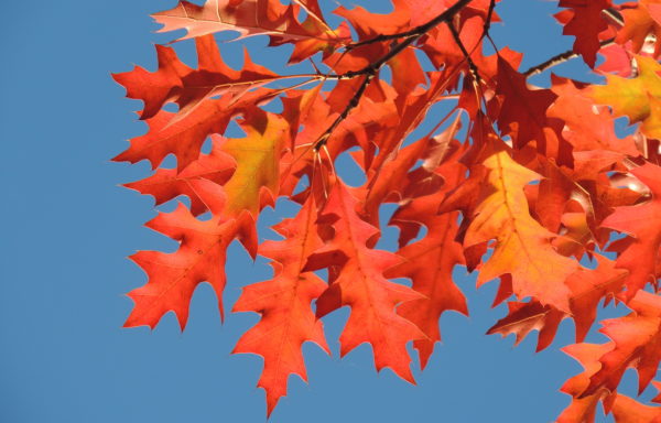 Quercus texana Buckley