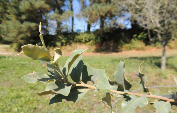 Quercus oblongifolia Torr.