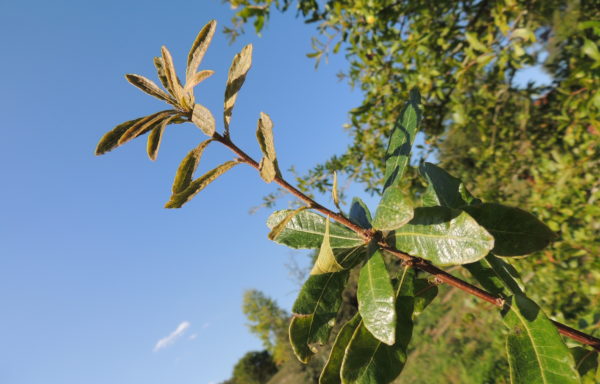 Quercus oglethorpensis W.H.Duncan